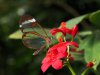 Glasswinged butterfly - Greta Morgane Oto